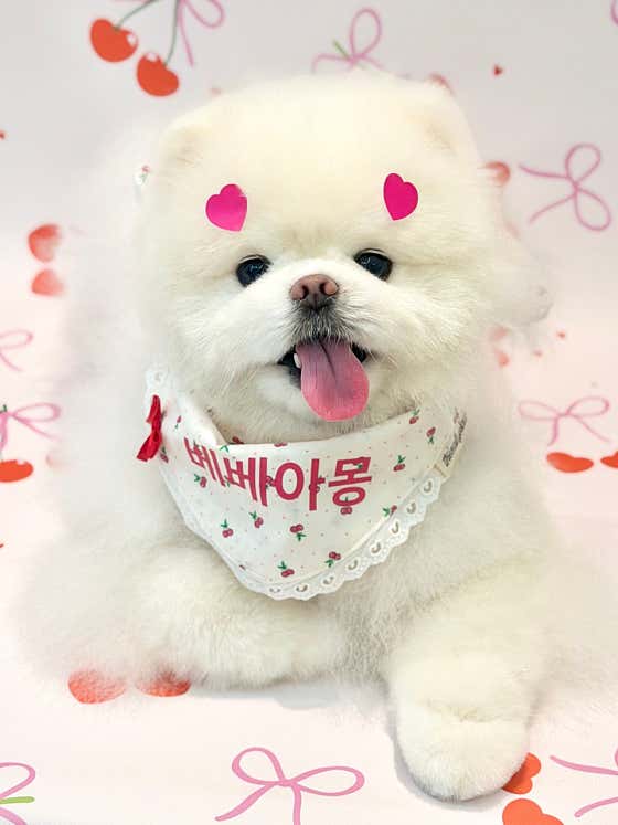 베베아몽 애견미용실 · 네이버 지도·플레이스 8