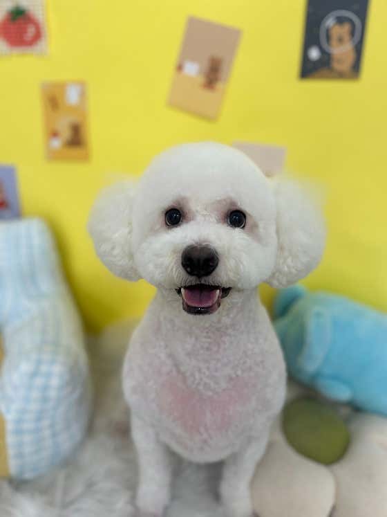 스파펫살롱 · 네이버 지도·플레이스 5