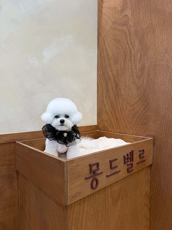 몽드벨르