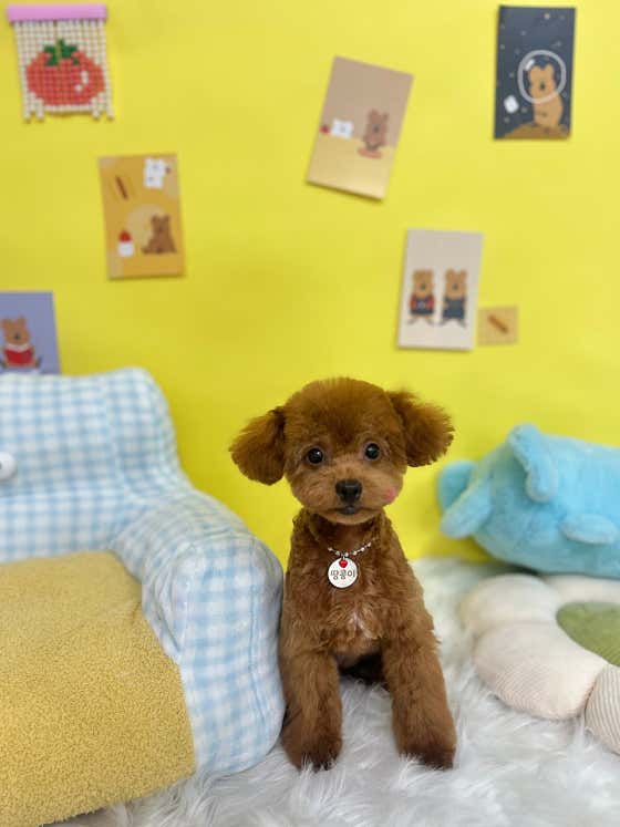 스파펫살롱