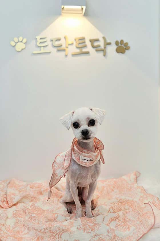 토닥토닥멍살롱 · 네이버 지도·플레이스 3