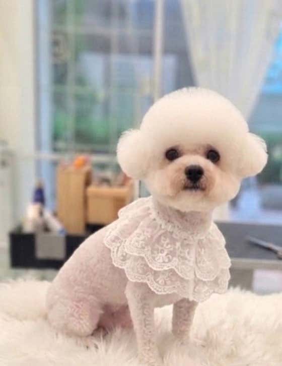 루체펫 · 네이버 지도·플레이스 6