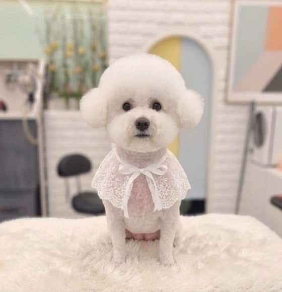 루체펫 · 네이버 지도·플레이스 5