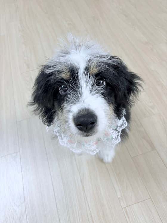 산책가자 애견미용실