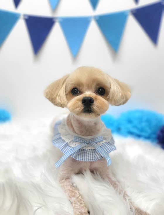 강아지미용실_편안 · 네이버 지도·플레이스 4