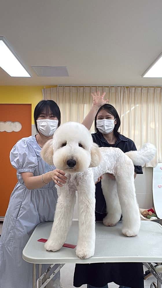 미용오개 애견미용실 영등포점