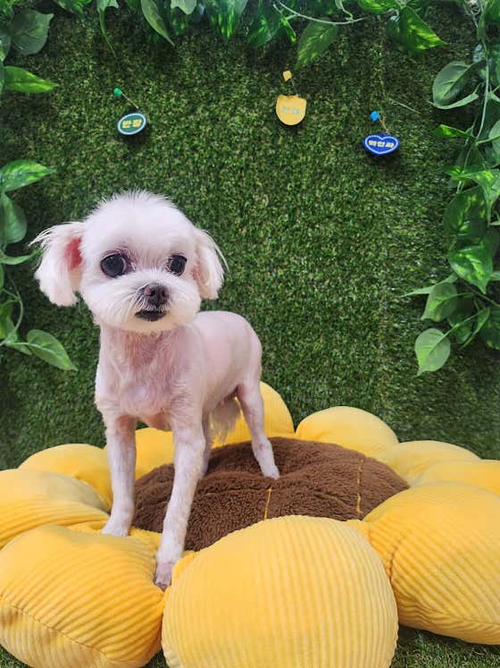 레드카펫 · 네이버 지도·플레이스 9