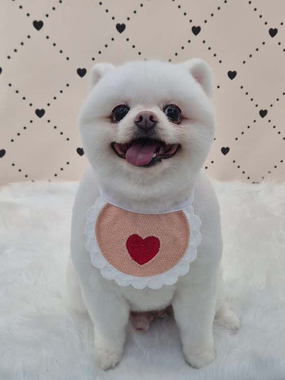 또만나애견미용실 · 네이버 지도·플레이스 5
