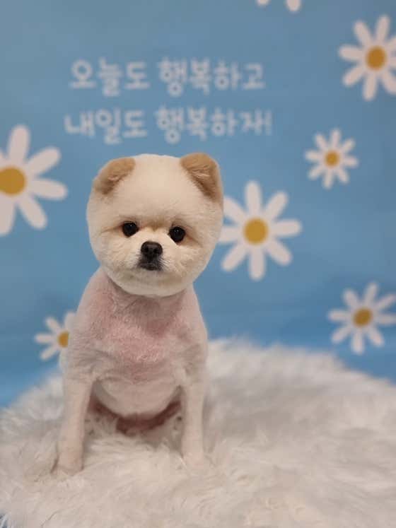 버블펫 · 네이버 지도·플레이스 5