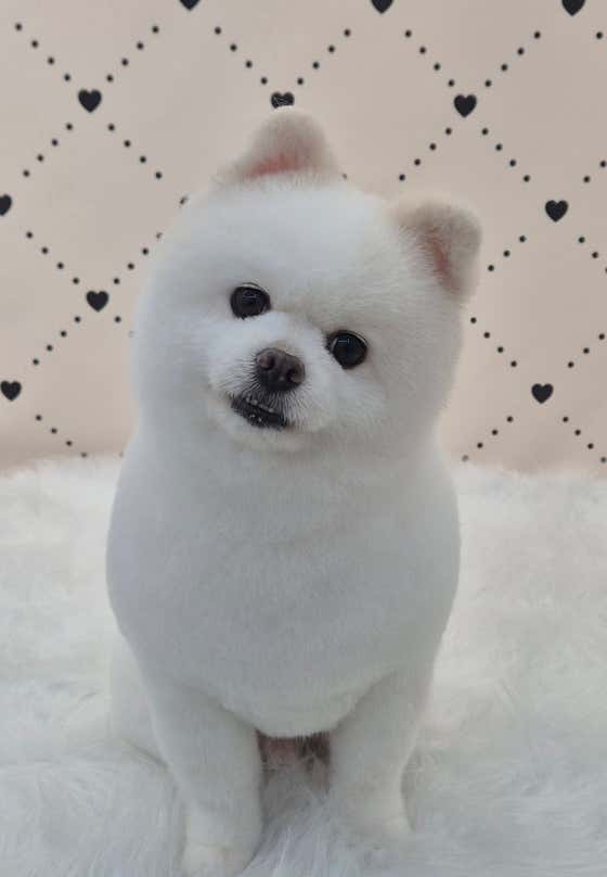 또만나애견미용실 · 네이버 지도·플레이스 7