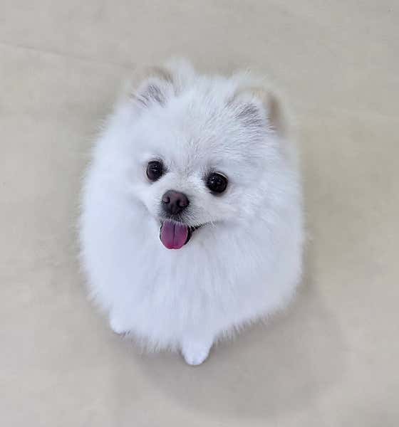 쩨리몽 애견유치원 애견미용실 · 네이버 지도·플레이스 10