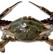 꽃게 1마리 메뉴 사진(네이버)