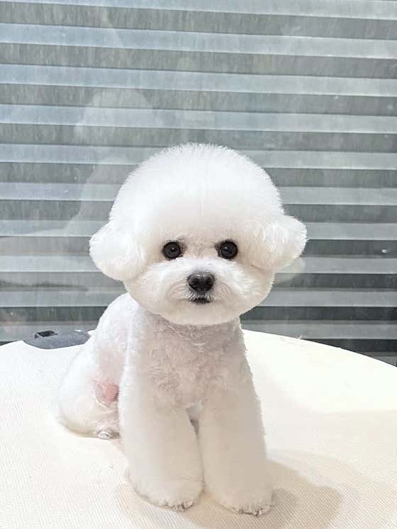 아지몽 · 네이버 지도·플레이스 4
