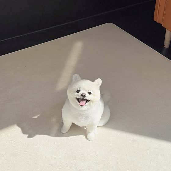 아지몽 · 네이버 지도·플레이스 3