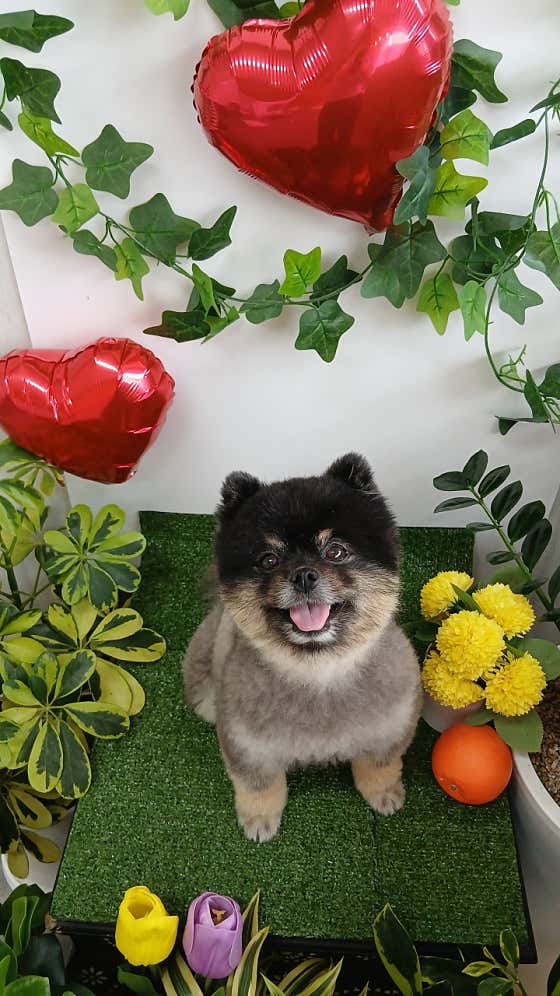 봉순이네 애견 미용실 · 네이버 지도·플레이스 8