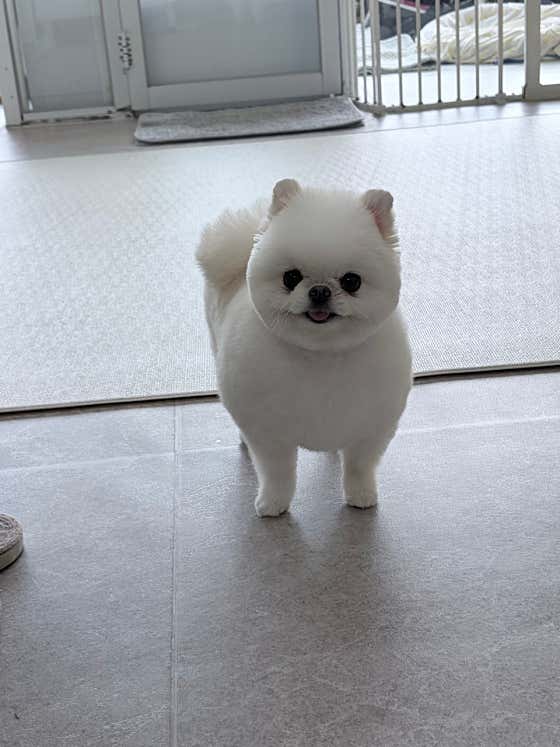 강아지 미용실 · 네이버 지도·플레이스 3