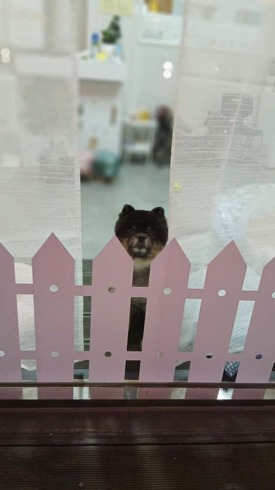 봉순이네 애견 미용실 · 네이버 지도·플레이스 6