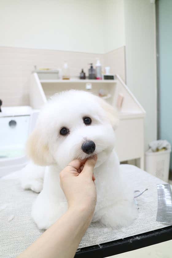 미니몽 · 네이버 지도·플레이스 2