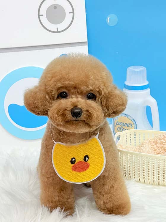올웨이즈반려견미용실 · 네이버 지도·플레이스 5