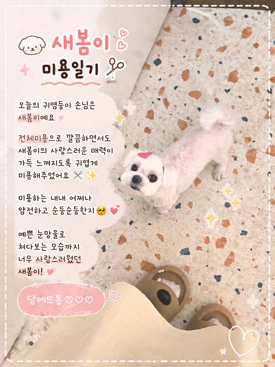 방긋방긋애견미용실 · 네이버 지도·플레이스 4