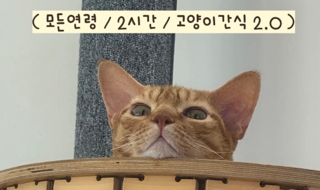 냥카페루브 대표 사진