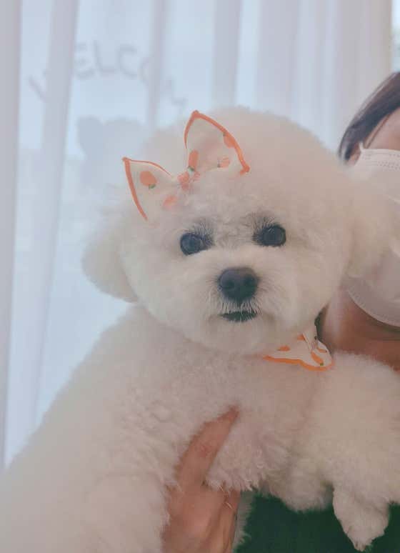 도로시 · 네이버 지도·플레이스 10