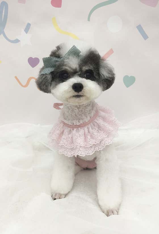 코지퍼피 · 네이버 지도·플레이스 8