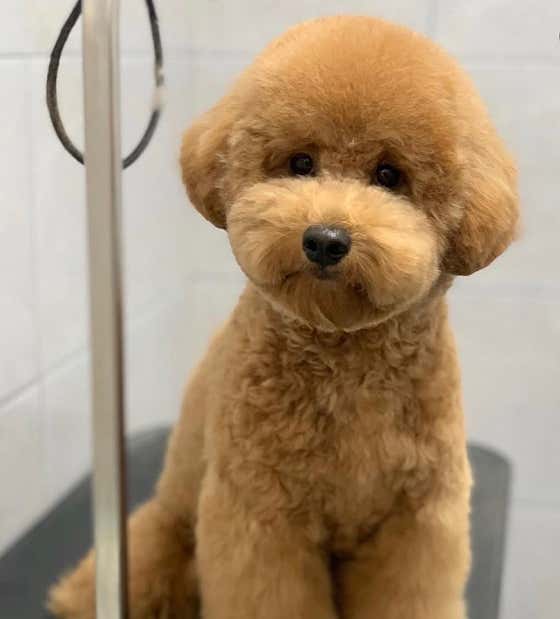 봄날펫 애견미용실
