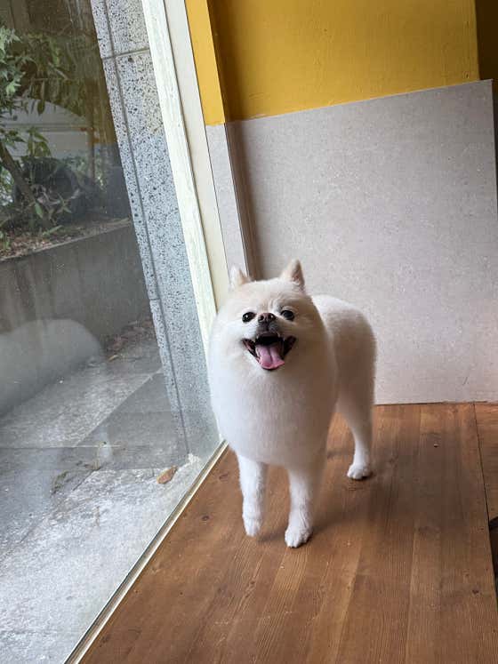 금수저 애견미용실 · 네이버 지도·플레이스 3