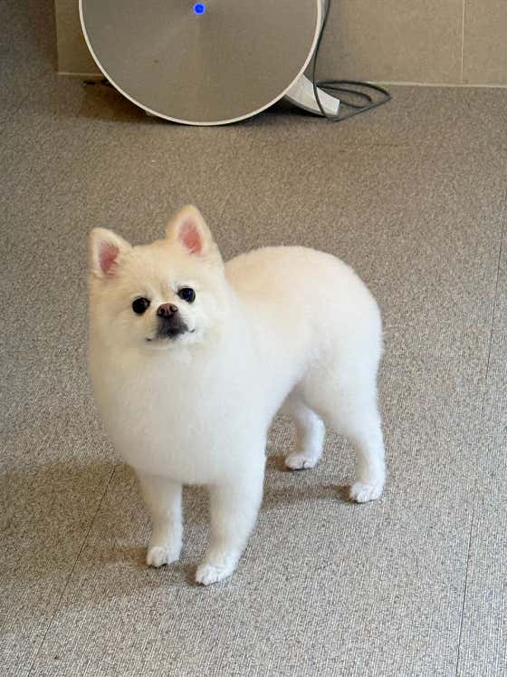 금수저 애견미용실 · 네이버 지도·플레이스 2