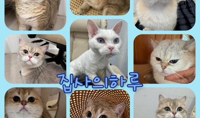 집사의하루 홍대점 대표 사진