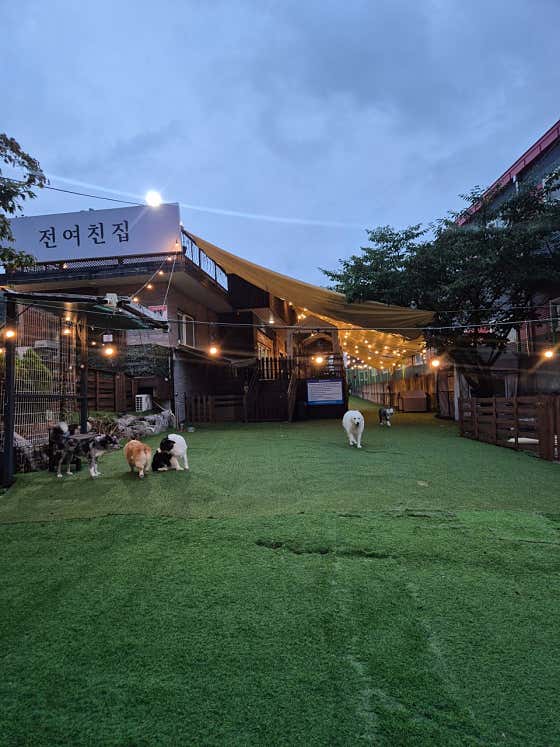 전여친집 애견카페 · 네이버 지도·플레이스 3