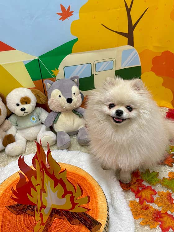스테이영 애견유치원 강아지유치원 애견호텔 · 네이버 지도·플레이스 9