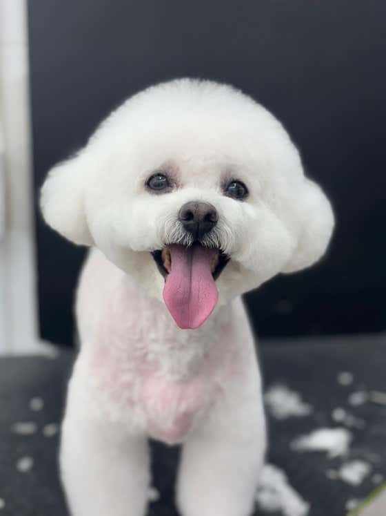 엄지야그루밍