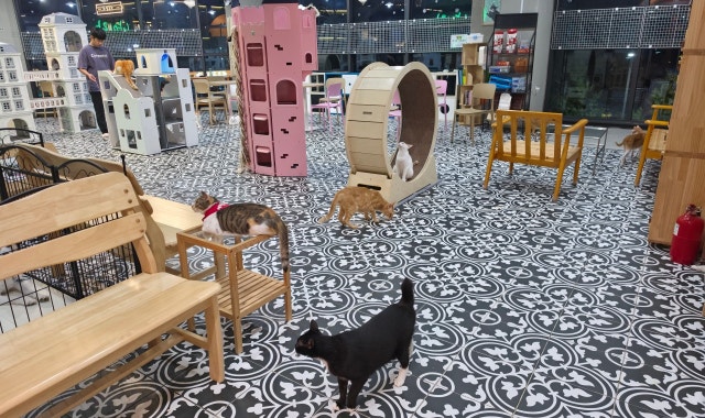 냥이랑 대표 사진