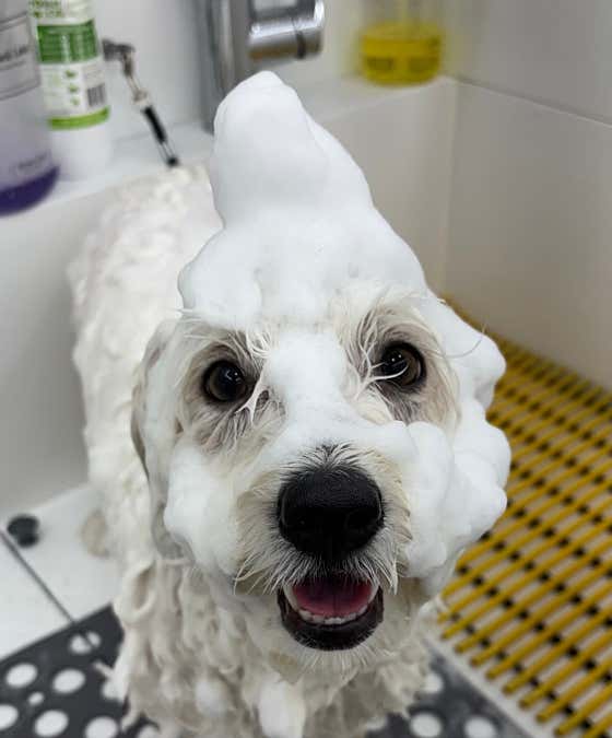 엄지야그루밍 · 네이버 지도·플레이스 8