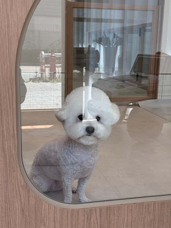 라떼멍멍