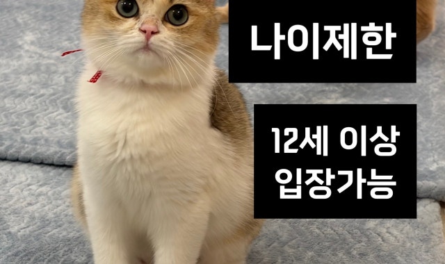 말랑캣고양이카페 대표 사진