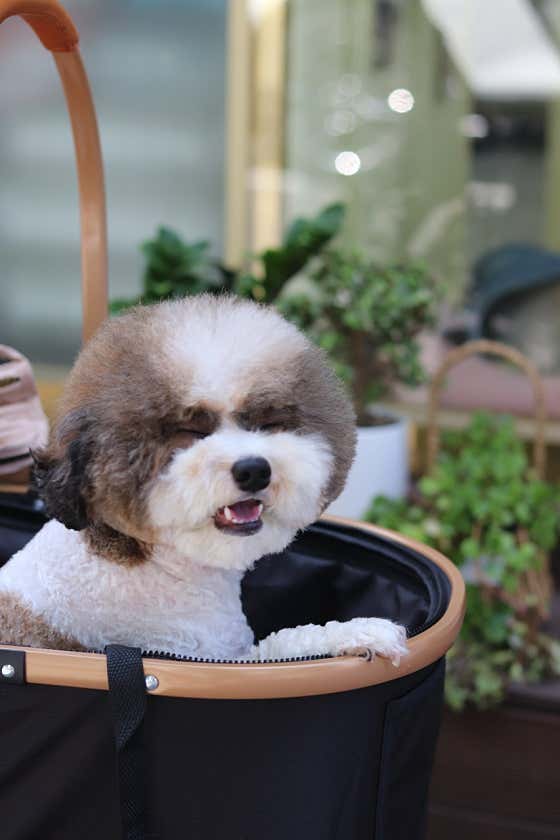 강아지미용실