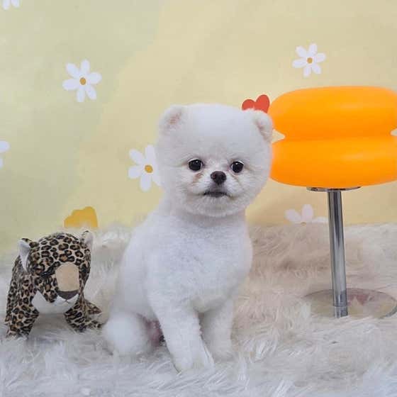 멍멍1길 23