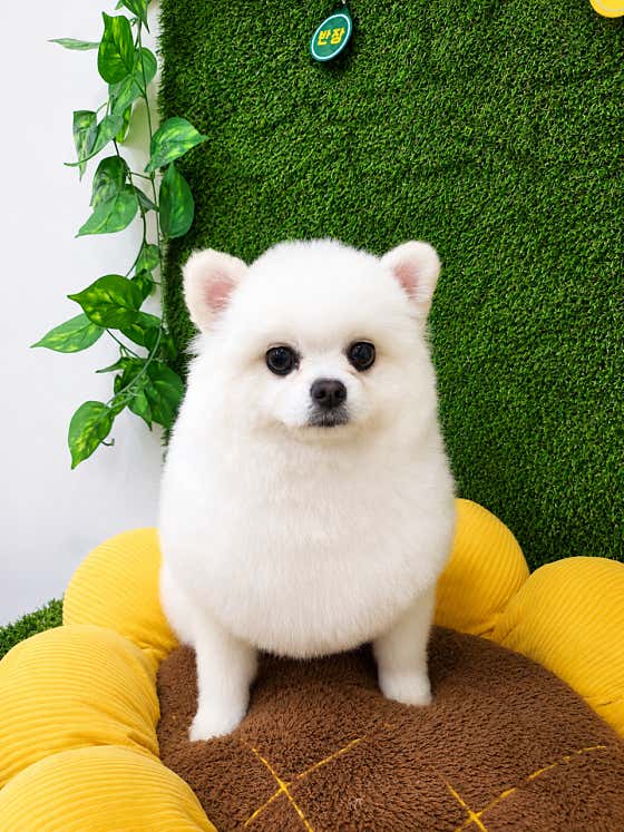 레드카펫 · 네이버 지도·플레이스 6