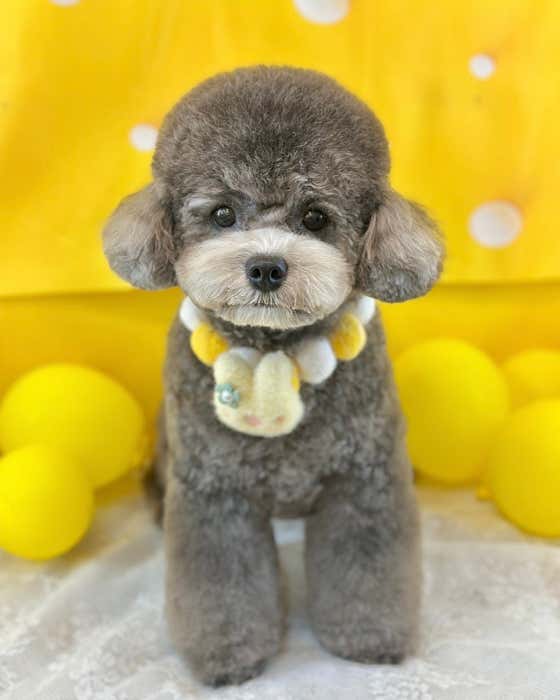 마르댕