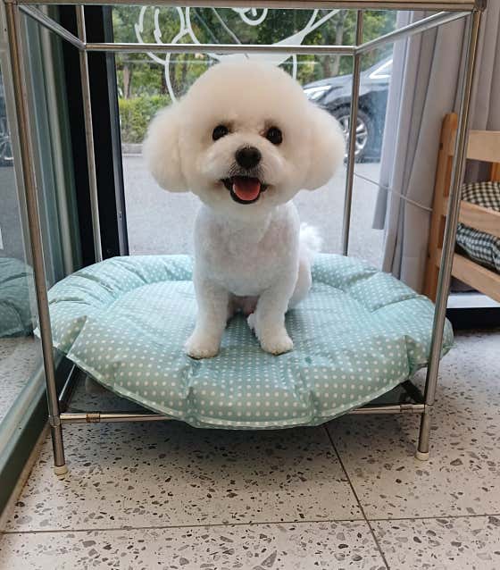 똥강아지반려견미용실호텔