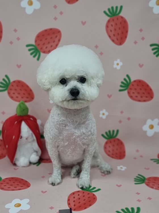 버블펫 · 네이버 지도·플레이스 9