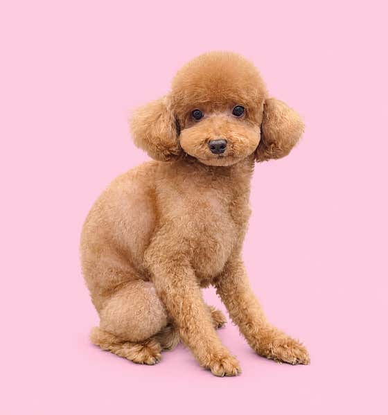 살롱드쁘띠시앙 · 네이버 지도·플레이스 10