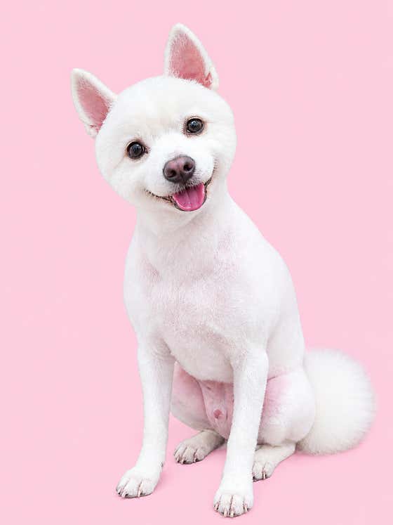 살롱드쁘띠시앙 · 네이버 지도·플레이스 6
