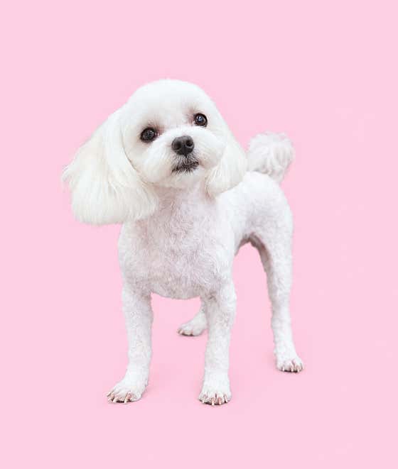 살롱드쁘띠시앙 · 네이버 지도·플레이스 9