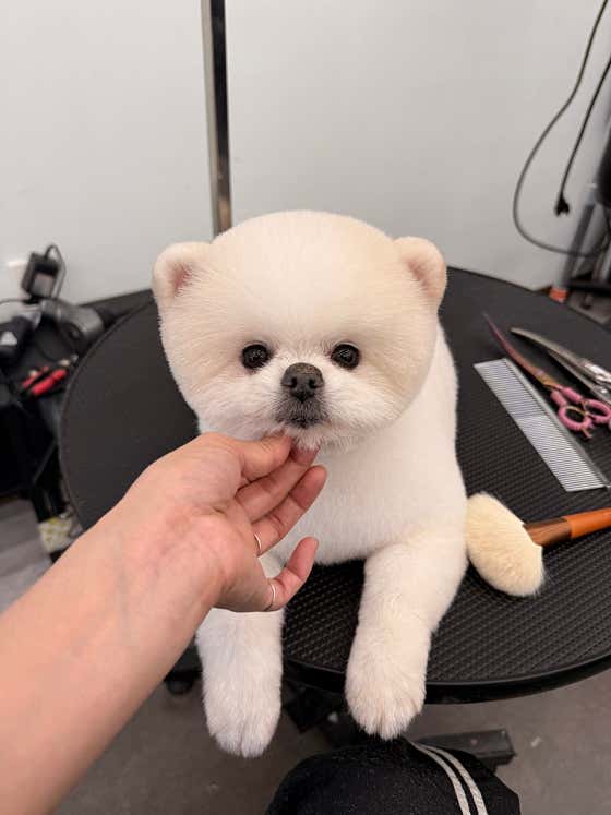 뽀송댕댕