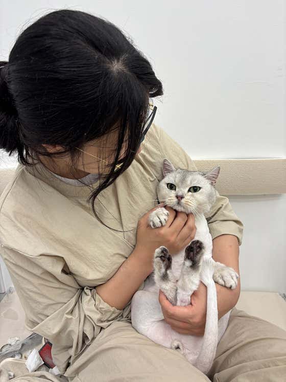 고양이미용실 츄이캣