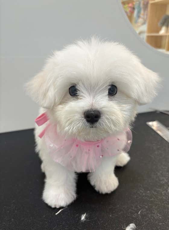 블랑숑 강아지미용실 · 네이버 지도·플레이스 9